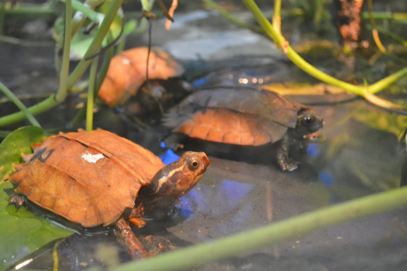 Terra Natura Benidorm black bellied leaf turtle